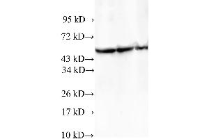 Western Blotting (WB) image for anti-T-Complex 1 (TCP1) antibody (ABIN5959099) (TCP1 alpha/CCTA 抗体)