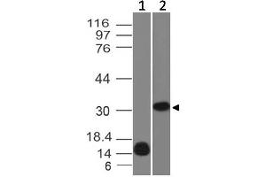 Image no. 1 for anti-Lectin, Galactoside-Binding, Soluble, 13 (LGALS13) antibody (ABIN5026981) (LGALS13 抗体)
