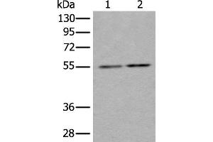 Western blot analysis of Hela and HEPG2 cell lysates using TUBB Polyclonal Antibody at dilution of 1:350 (TUBB 抗体)