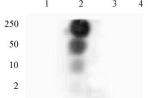 HP1 gamma phospho Ser93 pAb tested by dot blot analysis. (CBX3 抗体  (pSer93))