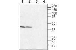Western blot analysis of rat (lanes 1 and 3) and mouse (lanes 2 and 4) heart membranes: - 1,2. (LPAR4 抗体  (Extracellular, N-Term))