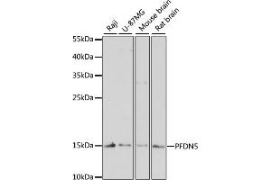 Western blot analysis of extracts of various cell lines, using PFDN5 antibody (ABIN1681328, ABIN3018415, ABIN3018416 and ABIN6220463) at 1:3000 dilution. (PFDN5 抗体  (AA 1-154))