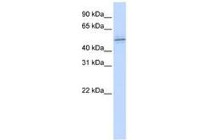 Image no. 1 for anti-Zinc Finger Protein 701 (ZNF701) (AA 144-193) antibody (ABIN6740451) (ZNF701 抗体  (AA 144-193))
