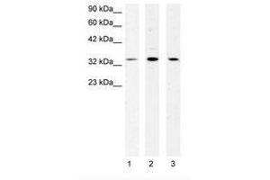 Image no. 1 for anti-Cold Shock Domain Protein A (CSDA) (AA 50-99) antibody (ABIN202366) (CSDA 抗体  (AA 50-99))