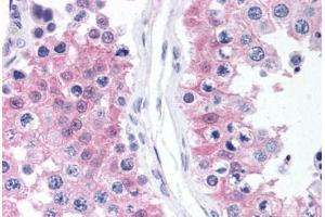 Human Testis (formalin-fixed, paraffin-embedded) stained with MAPK1 antibody ABIN218336 at 1:50 followed by biotinylated goat anti-rabbit IgG secondary antibody ABIN481713, alkaline phosphatase-streptavidin and chromogen. (ERK2 抗体  (C-Term))