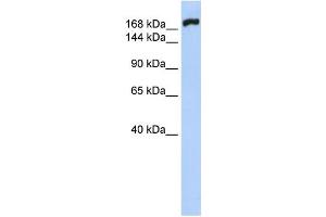 Western Blotting (WB) image for anti-Myosin, Heavy Polypeptide 10, Non-Muscle (MYH10) antibody (ABIN2458640) (MYH10 抗体)