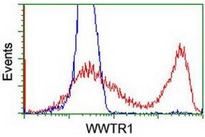 HEK293T cells transfected with either RC204082 overexpress plasmid (Red) or empty vector control plasmid (Blue) were immunostained by anti-WWTR1 antibody (ABIN2454960), and then analyzed by flow cytometry. (WWTR1 抗体)