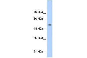 WB Suggested Anti-PTBP1 Antibody Titration:  0. (PTBP1 抗体  (N-Term))