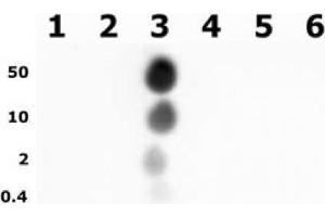 Histone H3 phospho Thr11 pAb tested by dot blot analysis. (Histone 3 抗体  (pThr11))