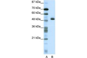 Western Blotting (WB) image for anti-Zinc Finger Protein 213 (ZNF213) antibody (ABIN2461716) (ZNF213 抗体)