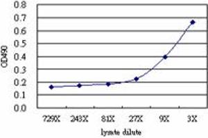 Sandwich ELISA detection sensitivity ranging from approximately 27x to 3x dilution of the ELF1 293T overexpression lysate (non-denatured).