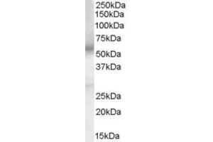 Western Blotting (WB) image for anti-Prostaglandin E Receptor 4 (Subtype EP4) (PTGER4) (AA 302-314) antibody (ABIN295612) (PTGER4 抗体  (AA 302-314))