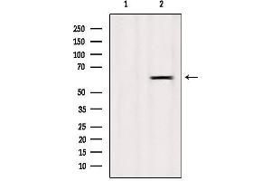 Western blot analysis of extracts from Mouse spleen, using LAT3 Antibody. (SLC43A1 抗体  (Internal Region))
