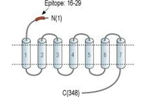 anti-Lysophosphatidic Acid Receptor 2 (LPAR2) (AA 16-29), (Extracellular), (N-Term) antibody (FITC)
