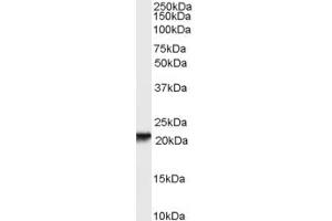 Western Blotting (WB) image for anti-Retinol Binding Protein 4, Plasma (RBP4) (AA 116-130) antibody (ABIN293017) (RBP4 抗体  (AA 116-130))