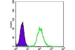Flow cytometric analysis of Hela cells using anti-CK7 mAb (green) and negative control (purple). (Cytokeratin 7 抗体)