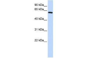 Western Blotting (WB) image for anti-Sperm Associated Antigen 8 (SPAG8) antibody (ABIN2459942) (SPAG8 抗体)