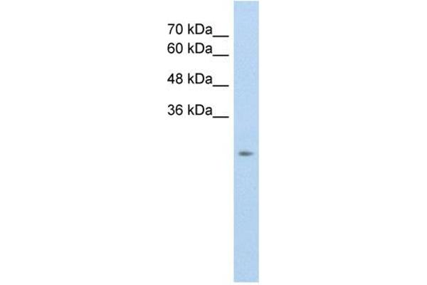 SLC25A45 antibody  (C-Term)