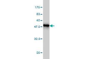Western Blotting (WB) image for anti-Glutathione S-Transferase alpha 3 (GSTA3) (AA 1-222) antibody (ABIN561160)