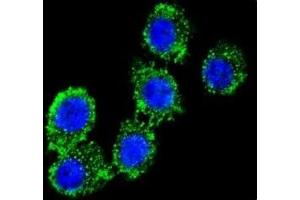 Confocal immunofluorescent analysis of CD55 antibody with HeLa cells followed by Alexa Fluor 488-conjugated goat anti-rabbit lgG (green). (CD55 抗体  (AA 51-79))