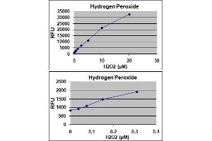 Hydrogen Peroxide Standard Curve. (OxiSelect™ In Vitro ROS/RNS Assay Kit (Green Fluorescence))