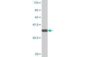 Western Blot detection against Immunogen (37. (XBP1 抗体  (AA 123-225))