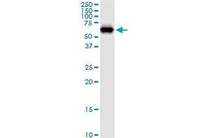 NARS MaxPab polyclonal antibody. (NARS 抗体  (AA 1-548))