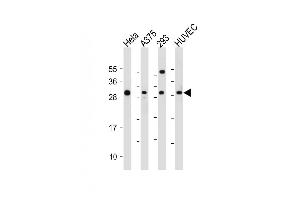 All lanes : Anti-HIST1H1C Antibody (Center) at 1:2000 dilution Lane 1: Hela whole cell lysate Lane 2:  whole cell lysate Lane 3: 293 whole cell lysate Lane 4: HUVEC whole cell lysate Lysates/proteins at 20 μg per lane.