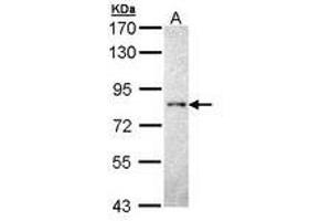 Image no. 1 for anti-Protein tyrosine Phosphatase, Receptor Type, R (PTPRR) (AA 425-632) antibody (ABIN467537) (PTPRR 抗体  (AA 425-632))