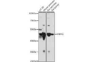 Western blot analysis of extracts of various cell lines, using HNF4G antibody (ABIN7267620) at 1:1000 dilution. (HNF4 gamma 抗体  (AA 366-445))