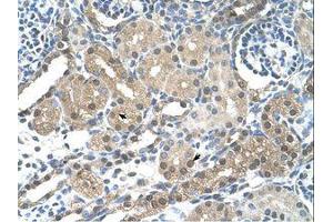Image no. 1 for anti-F-Box and Leucine-Rich Repeat Protein 7 (FBXL7) (AA 101-150) antibody (ABIN203523) (FBXL7 抗体  (AA 101-150))