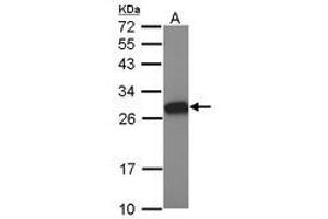 Image no. 1 for anti-Metallothionein-Like 5, Testis-Specific (Tesmin) (MTL5) (AA 1-311) antibody (ABIN1499585) (MTL5 抗体  (AA 1-311))