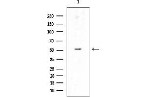 Western blot analysis of lysates from COLO205 cells, using PSMD4 Mouse Monoclonal Antibody at 1/1000 dilution.