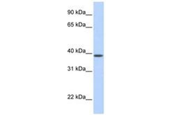 SLC25A42 antibody  (N-Term)