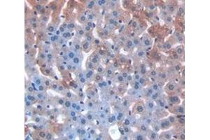 IHC-P analysis of Mouse Tissue, with DAB staining. (MGEA5 抗体  (AA 695-814))
