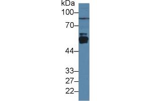 Western Blot; Sample: Rat Liver lysate; Primary Ab: 3µg/ml Rabbit Anti-Rat CYP2E1 Antibody Second Ab: 0.