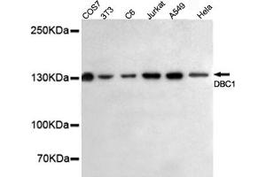 Western blot detection of DBC1 in HeLa,A549,Jurkat,C6,3T3 and COS7 cell lysates using DBC1 mouse mAb (1:500 diluted). (DBC1 抗体)