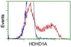HEK293T cells transfected with either RC204419 overexpress plasmid (Red) or empty vector control plasmid (Blue) were immunostained by anti-HDHD1A antibody (ABIN2454327), and then analyzed by flow cytometry. (HDHD1 抗体)