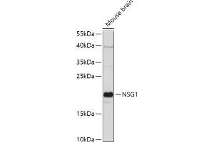 Western blot analysis of extracts of Mouse brain, using NSG1 antibody (ABIN7268878) at 1:1000 dilution. (NSG1 抗体  (AA 1-80))
