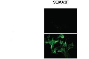 Sample Type: Untransfected HEK293 and Sema3F-AP transfected HEK293  Primary Antibody Dilution: 1:1000 Secondary Antibody: Anti rabbit-Alexa Fluor 488  Secondary Antibody Dilution: 1:000 Color/Signal Descriptions:   Gene Name: SEMA3F Submitted by: Dr. (SEMA3F 抗体  (N-Term))