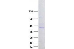 Western Blotting (WB) image for F-Box and Leucine-Rich Repeat Protein 8 (FBXL8) protein (Myc-DYKDDDDK Tag) (ABIN2720933)