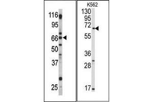 Western Blotting (WB) image for anti-G Protein-Coupled Receptor 37 (Endothelin Receptor Type B-Like) (GPR37) (C-Term) antibody (ABIN359006)