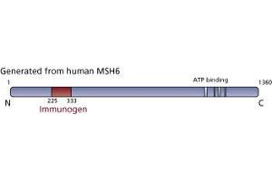 Image no. 3 for anti-MutS Homolog 6 (E. Coli) (MSH6) (AA 225-333) antibody (ABIN968248) (MSH6 抗体  (AA 225-333))