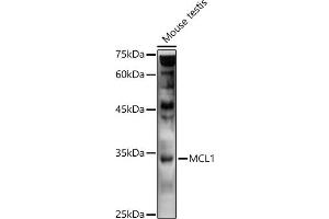 Western blot analysis of extracts of Mouse testis, using MCL1 antibody (ABIN1513185, ABIN3020984, ABIN3020985 and ABIN6213849) at 1:1000 dilution. (MCL-1 抗体)