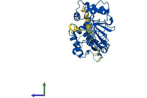Protein Structure (PS) image for ST3 beta-Galactoside alpha-2,3-Sialyltransferase 1 (ST3GAL1) (AA 1-340) protein (His tag) (ABIN7546055)
