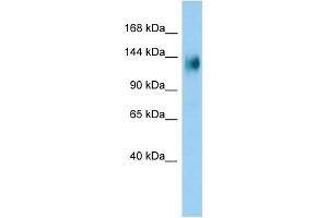 Host: Rabbit Target Name: PLEKHG3 Sample Type: A549 Whole Cell lysates Antibody Dilution: 1.