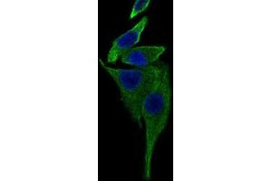 Immunocytochemistry (ICC) image for anti-TRAF-Type Zinc Finger Domain Containing 1 (TRAFD1) (AA 401-582) antibody (ABIN1845342) (TRAFD1 抗体  (AA 401-582))