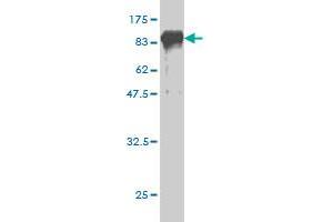 Western Blot detection against Immunogen (94.