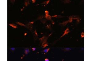 Immunofluorescence analysis of NIH/3T3 cells using CLDN5 Polyclonal Antibody at dilution of 1:100. (Claudin 5 抗体)