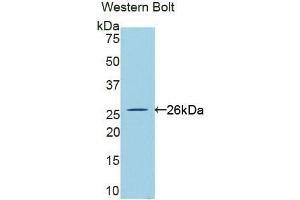Western blot analysis of the recombinant protein. (CLCF1 抗体  (AA 28-225))